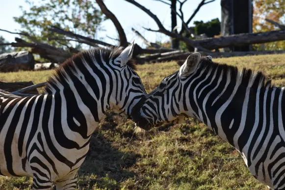 Jet10 Casino Stuðningur